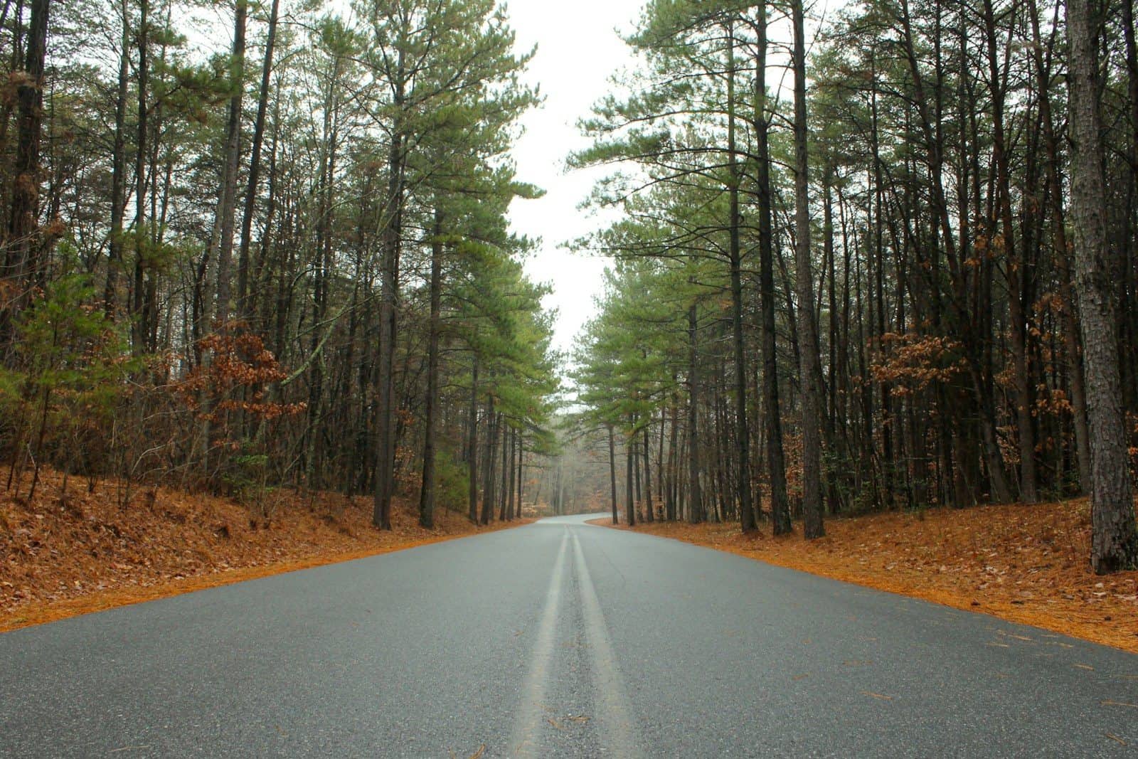 road through wooded area in Arden North Carolina