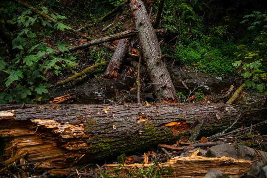 A bear is standing on a log in the woods
